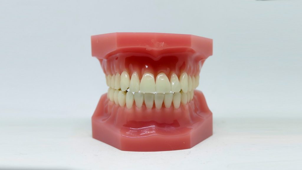 model of a mouth