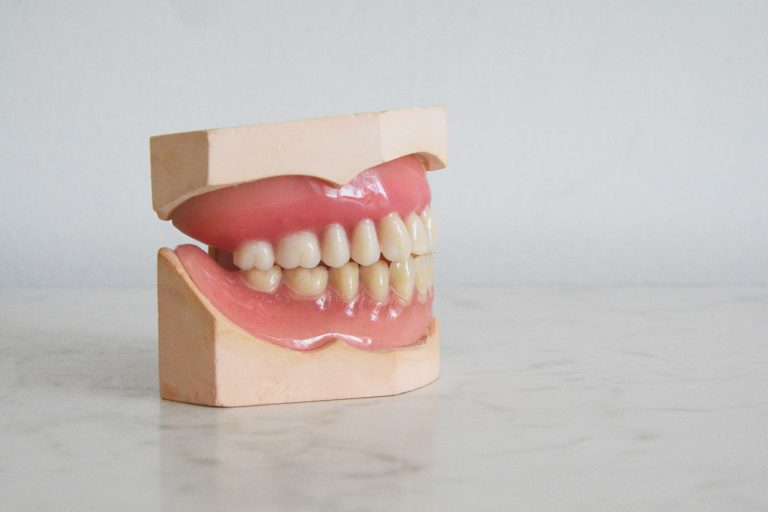 an anatomical model of teeth